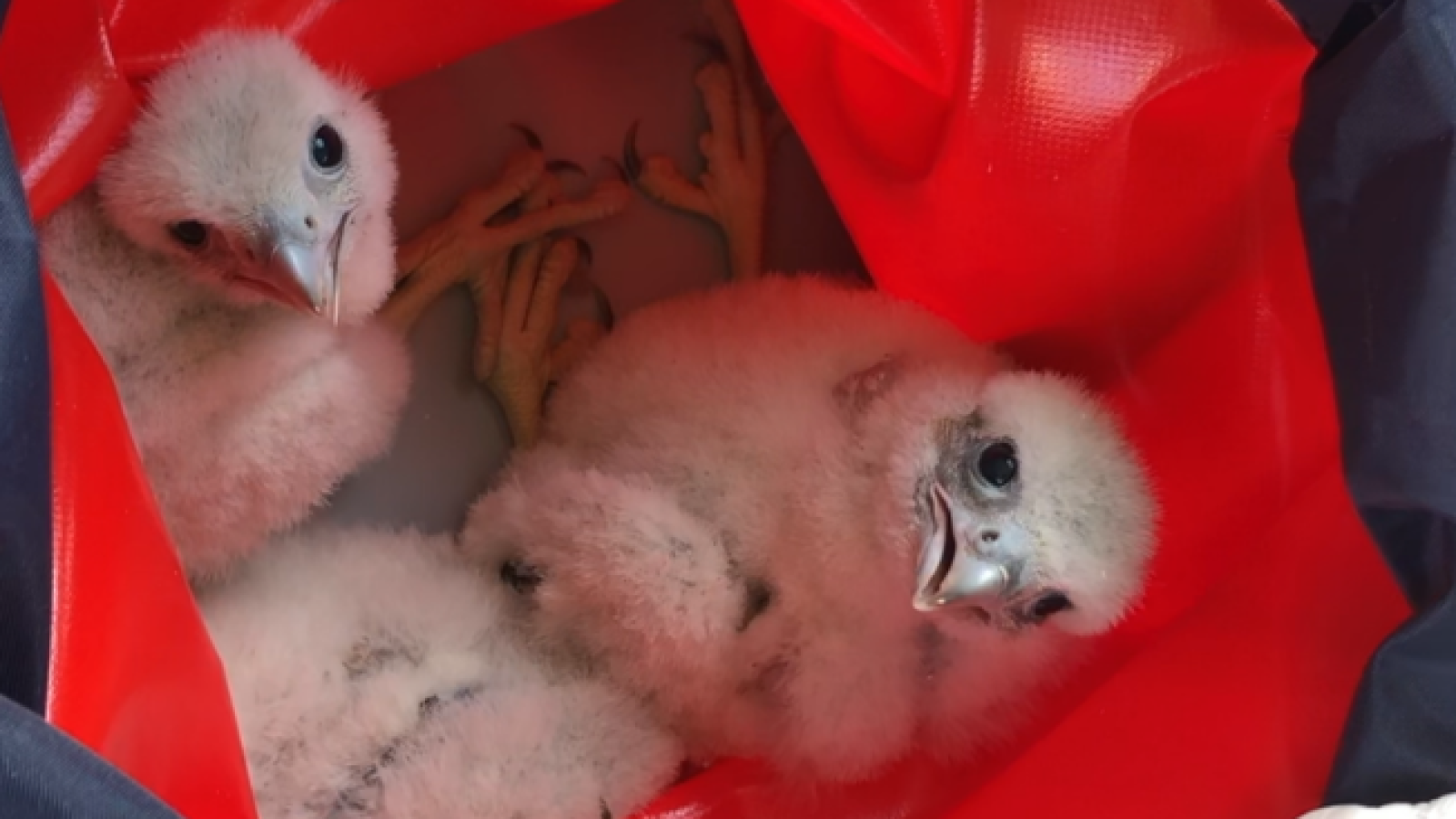 La ciudad de Madrid: un nuevo hogar para los halcones peregrinos