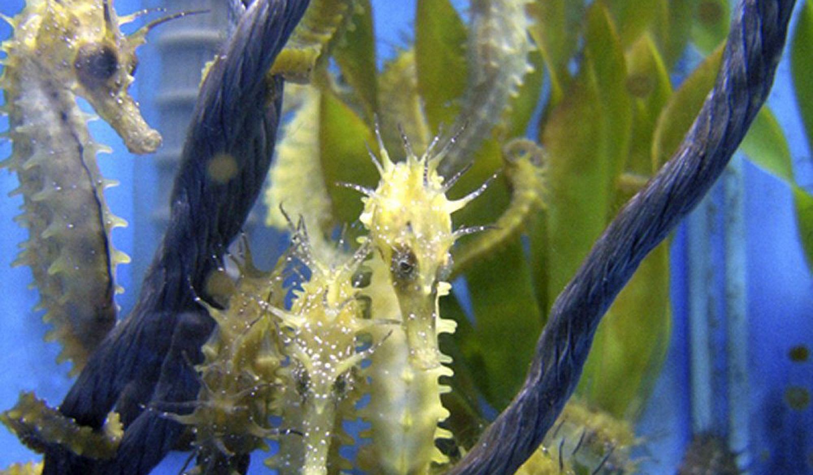 Imagen de archivo de varios 'Hippocampus guttulatus', una especie catalogada en "peligro crítico".