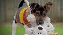 RTVE prepara 'Dog House', un emocionante formato sobre adopci��n de perros
