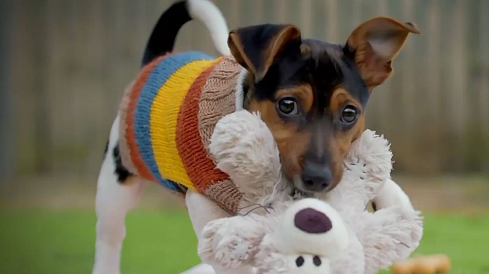 En el programa se verá el trabajo de un equipo por buscar el hogar perfecto a cada perro