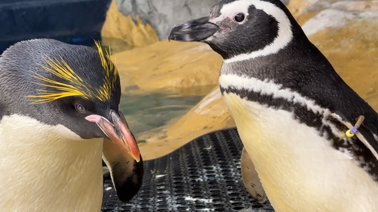 5 curiosidades de la 'vida amorosa' de los pingüinos