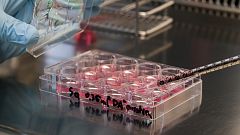 Crean el primer músculo humano funcional a partir de células madre