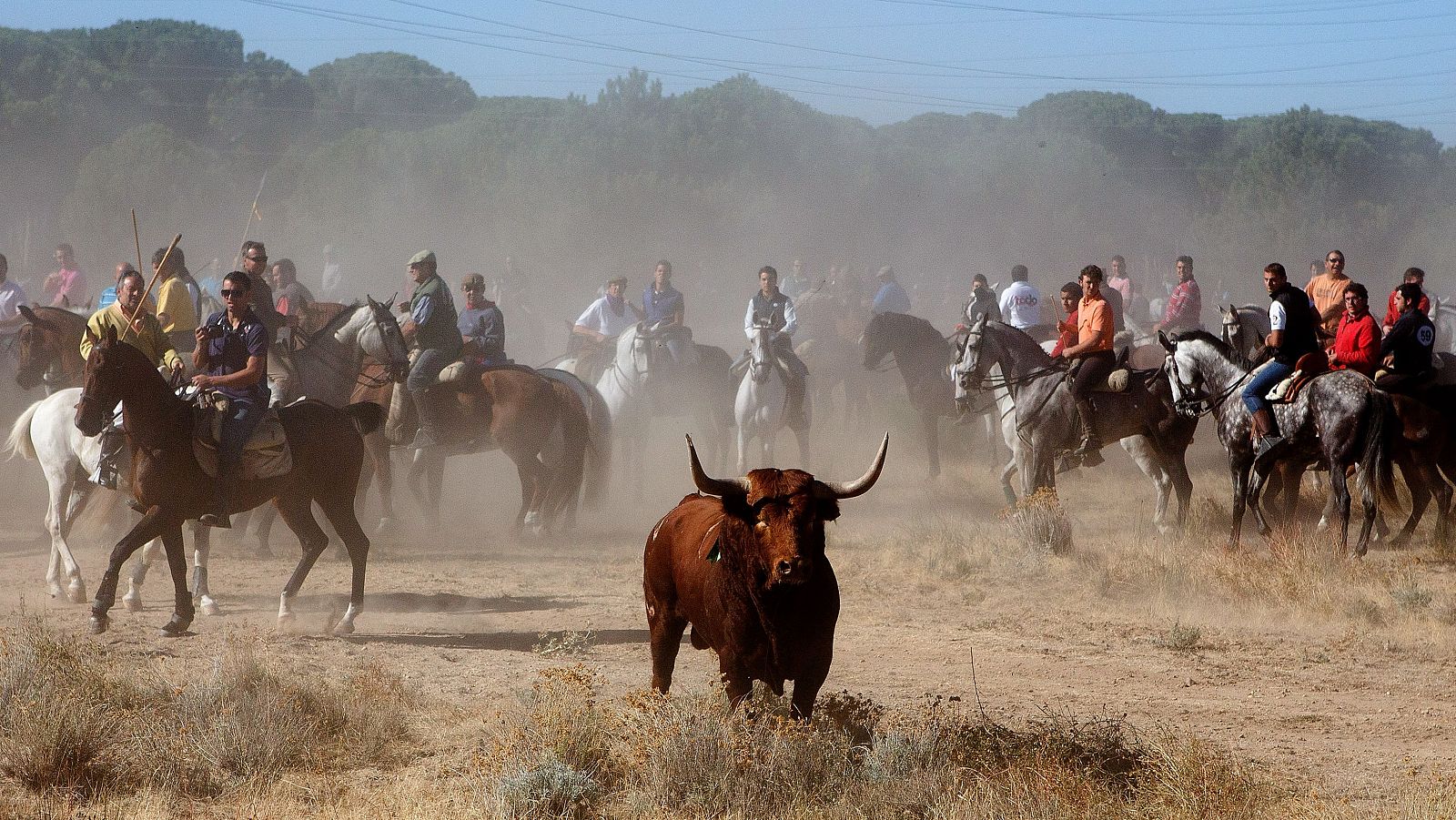 Jinetes cabalgan junto a un toro durante la fiesta del Toro de la Vega en Tordesillas