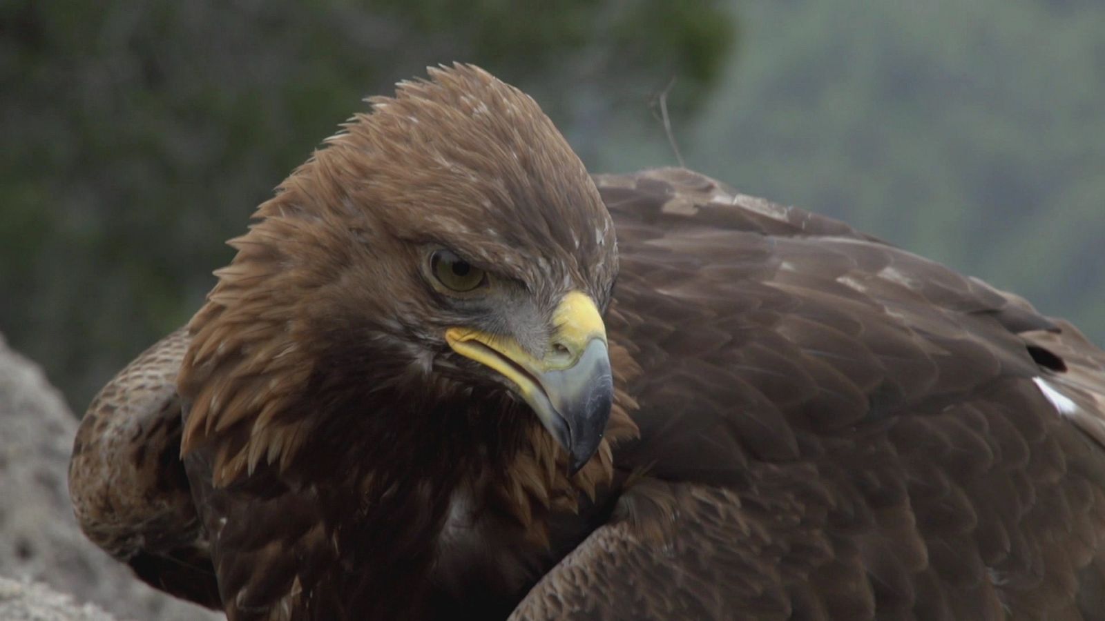 El águila real es una de las aves protegidas de la Sierra de Guadarrama
