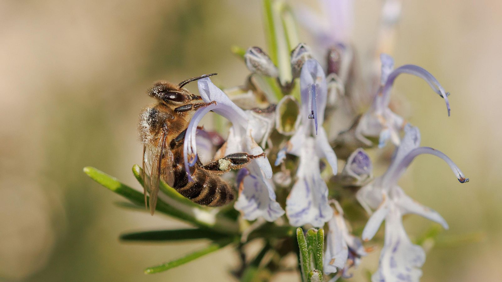 Día de las abejas: el poder de la polinización tras un incendio