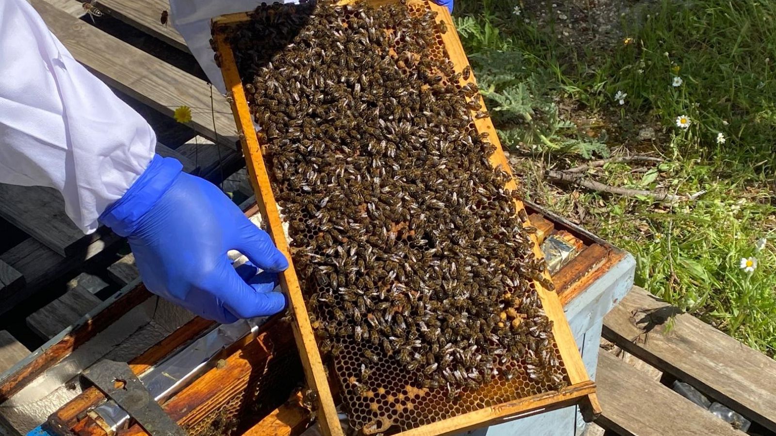Por qué tu vida depende de las abejas