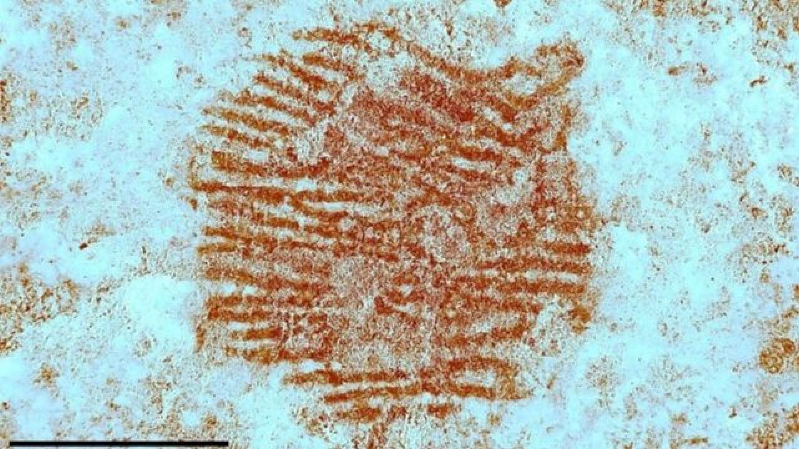 Hallada la huella dactilar de un neandertal, la más antigua del mundo, de hace 43.000 años