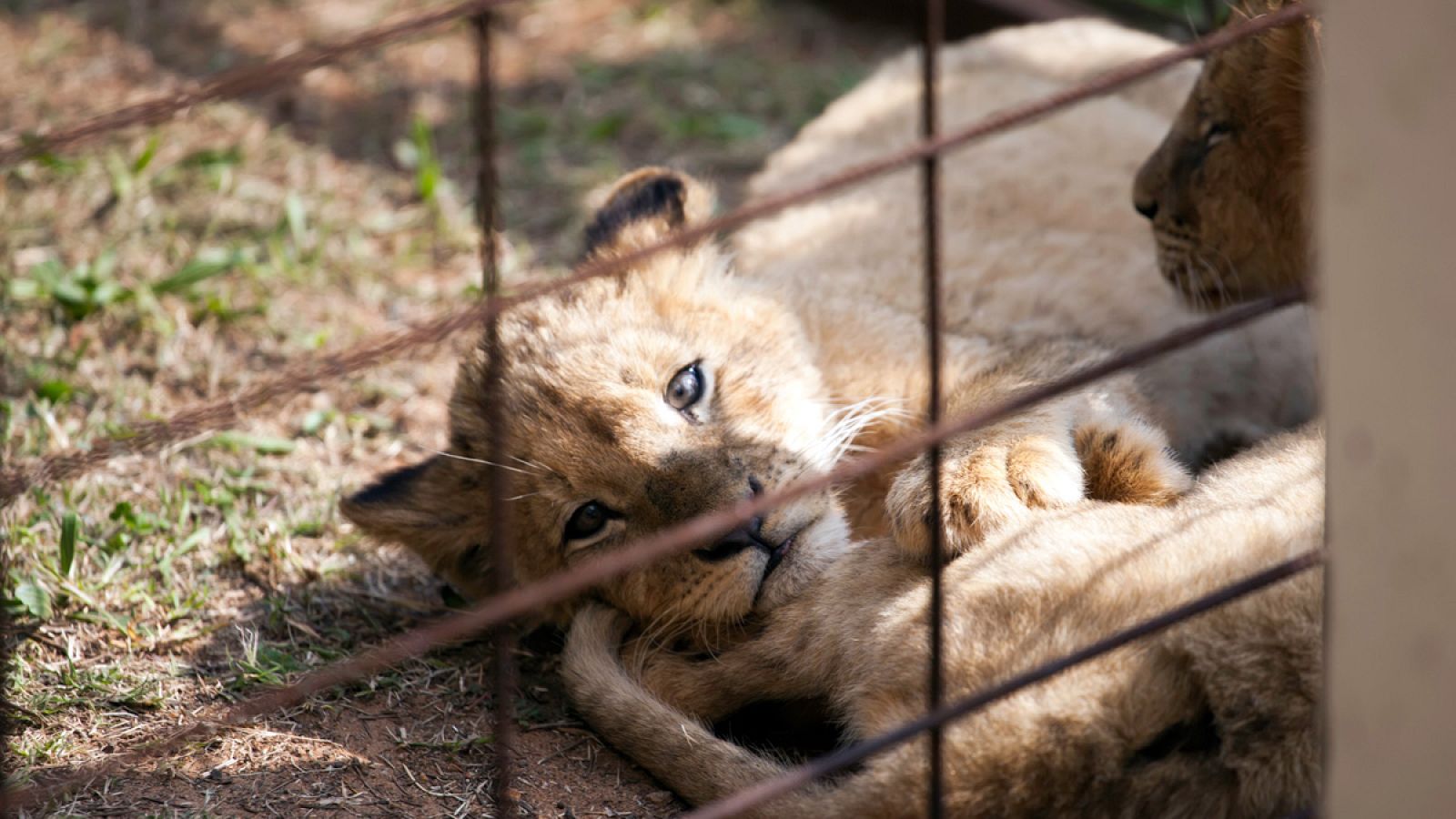 Un cachorro de león en un zoo
