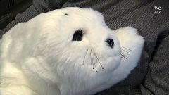 Una foca robot per estudiar la comunicació de persones amb demència