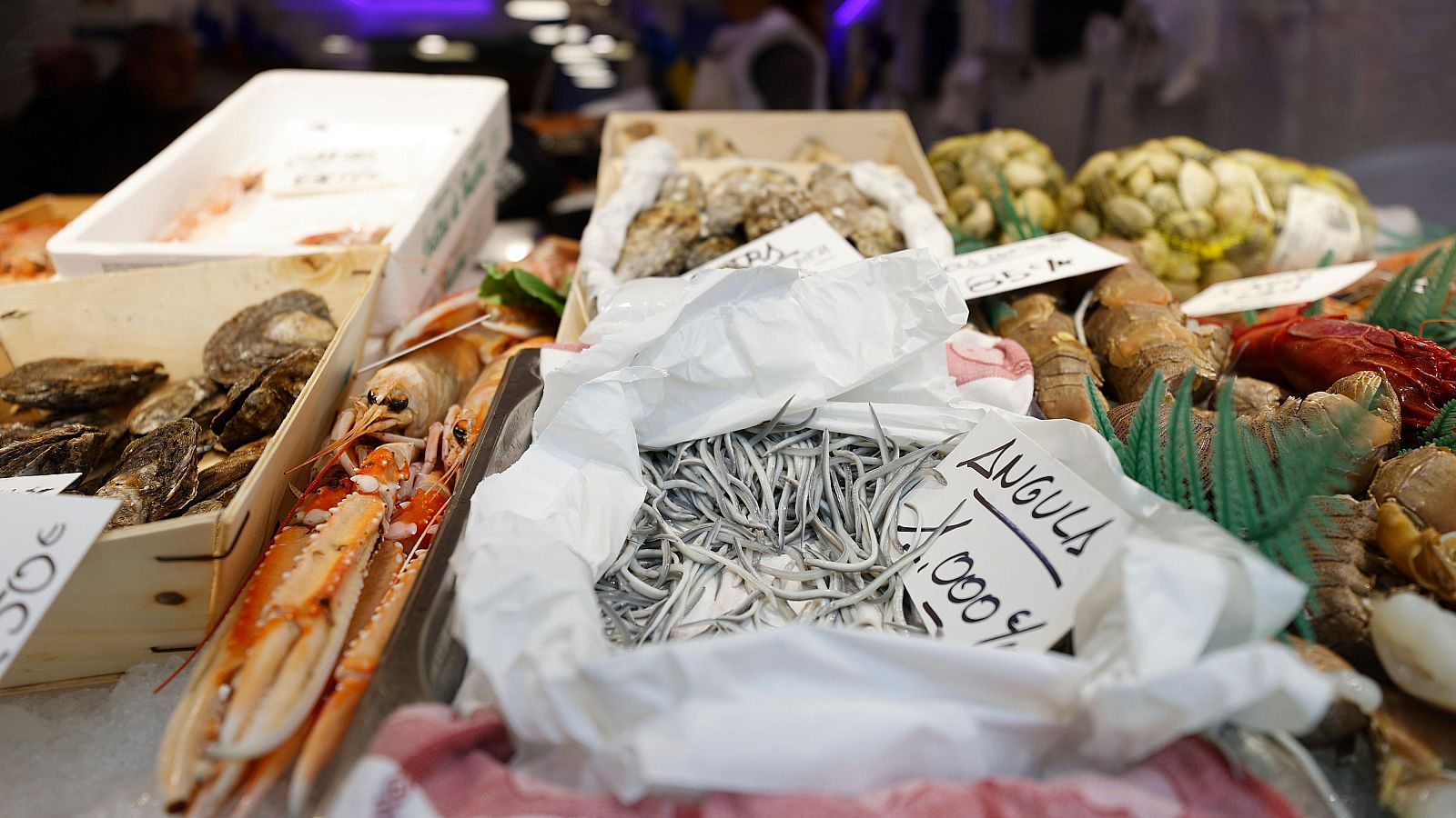 La población de la anguila se sitúa al borde del abismo