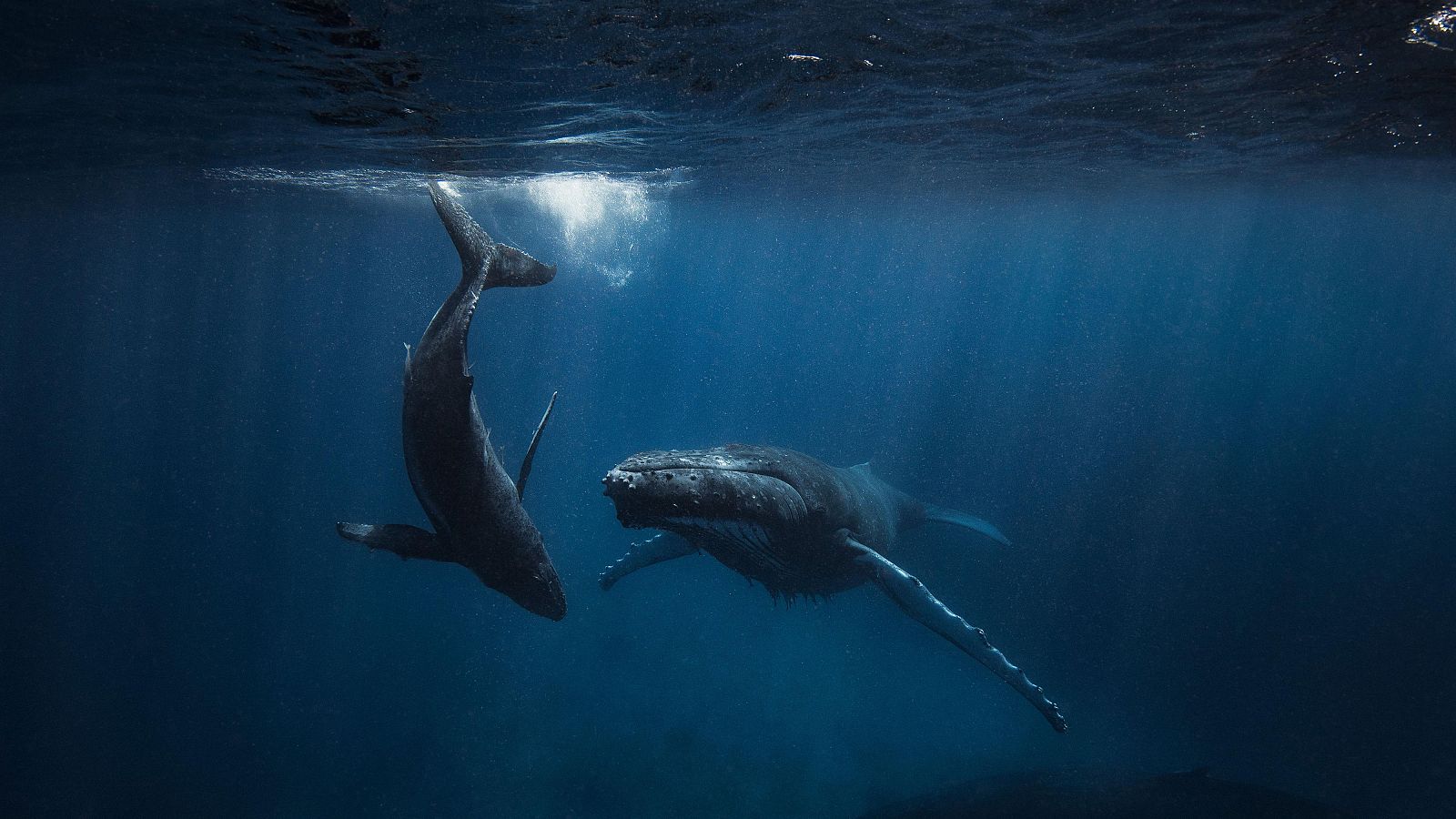 La contaminación acústica, el pulso invisible que inunda los océanos