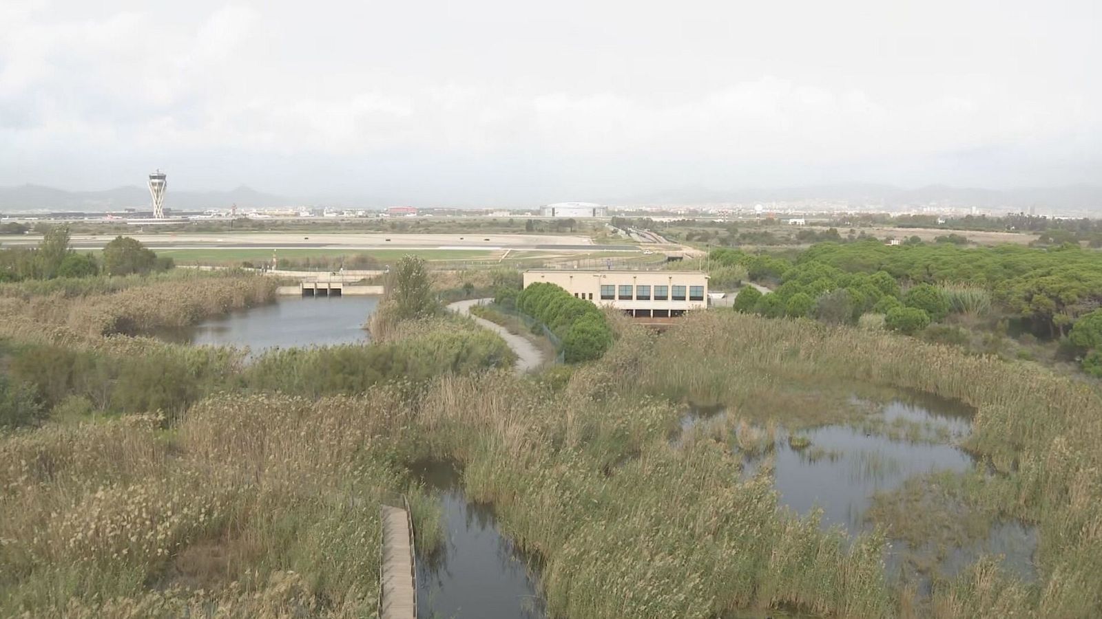 Aiguamolls del Espai de la Ricarda, al costat de l'aeroport del Prat. La imatge il·lustra la proximitat entre l'espai natural i la infraestructura aeroportuària, en el context de la proposta d'ampliació de l'aeroport que Illa presentarà aquest dimarts.