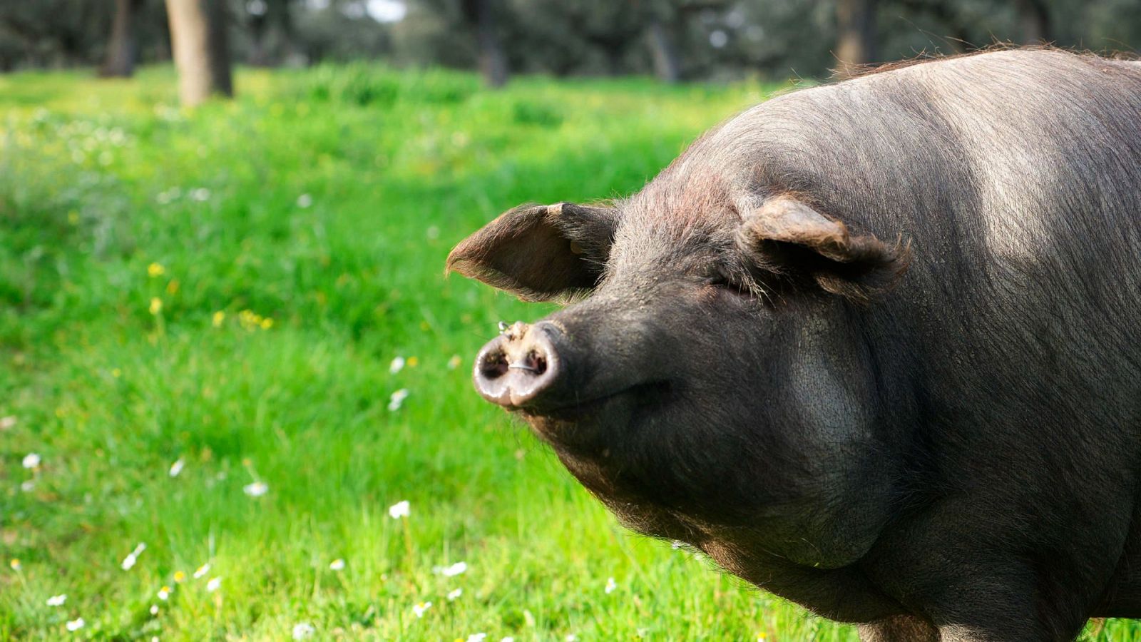 China extiende hasta diciembre la investigación por "competencia desleal" a las importaciones de cerdo europeo