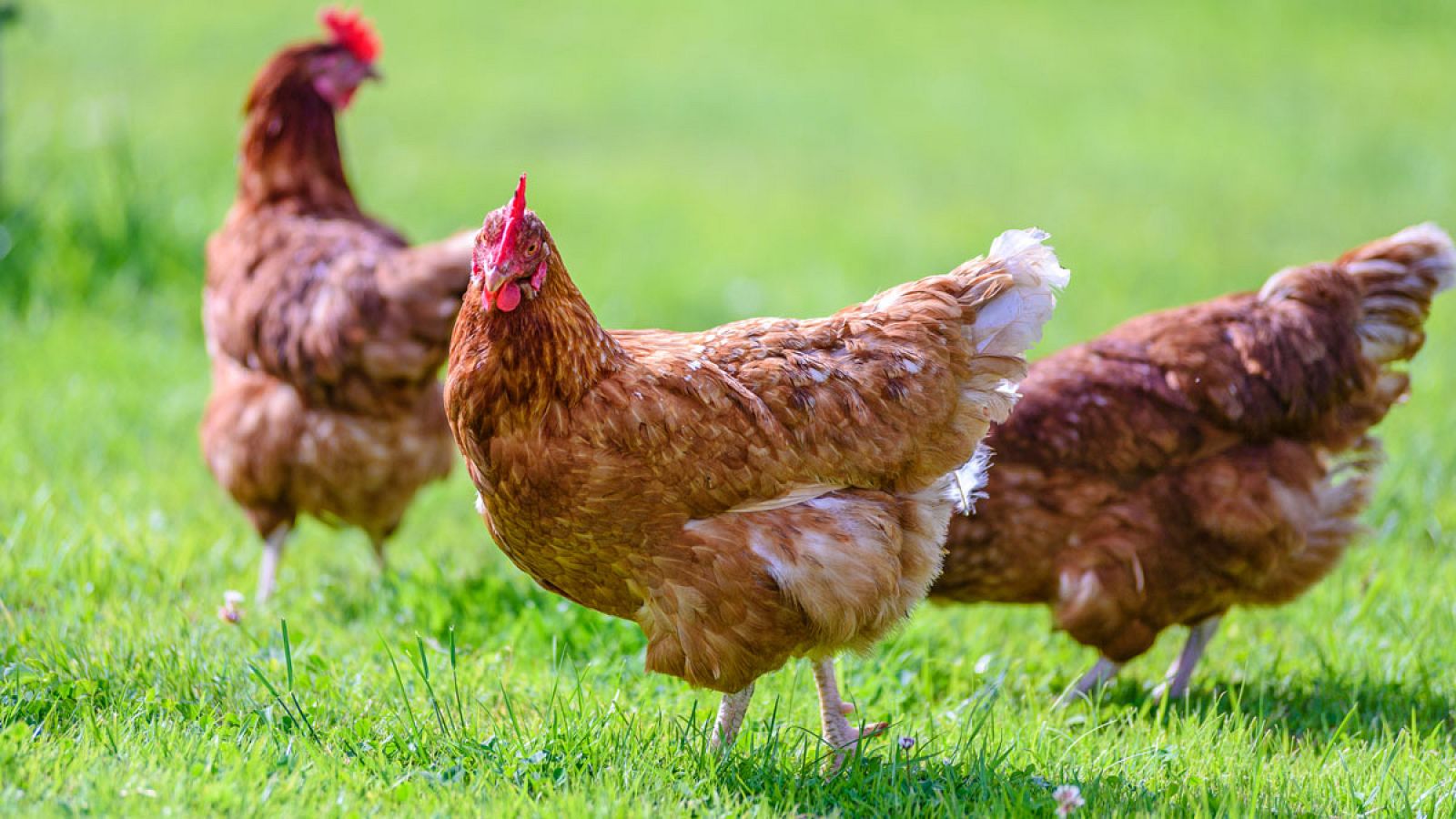 Unas gallinas camperas picotean al aire libre