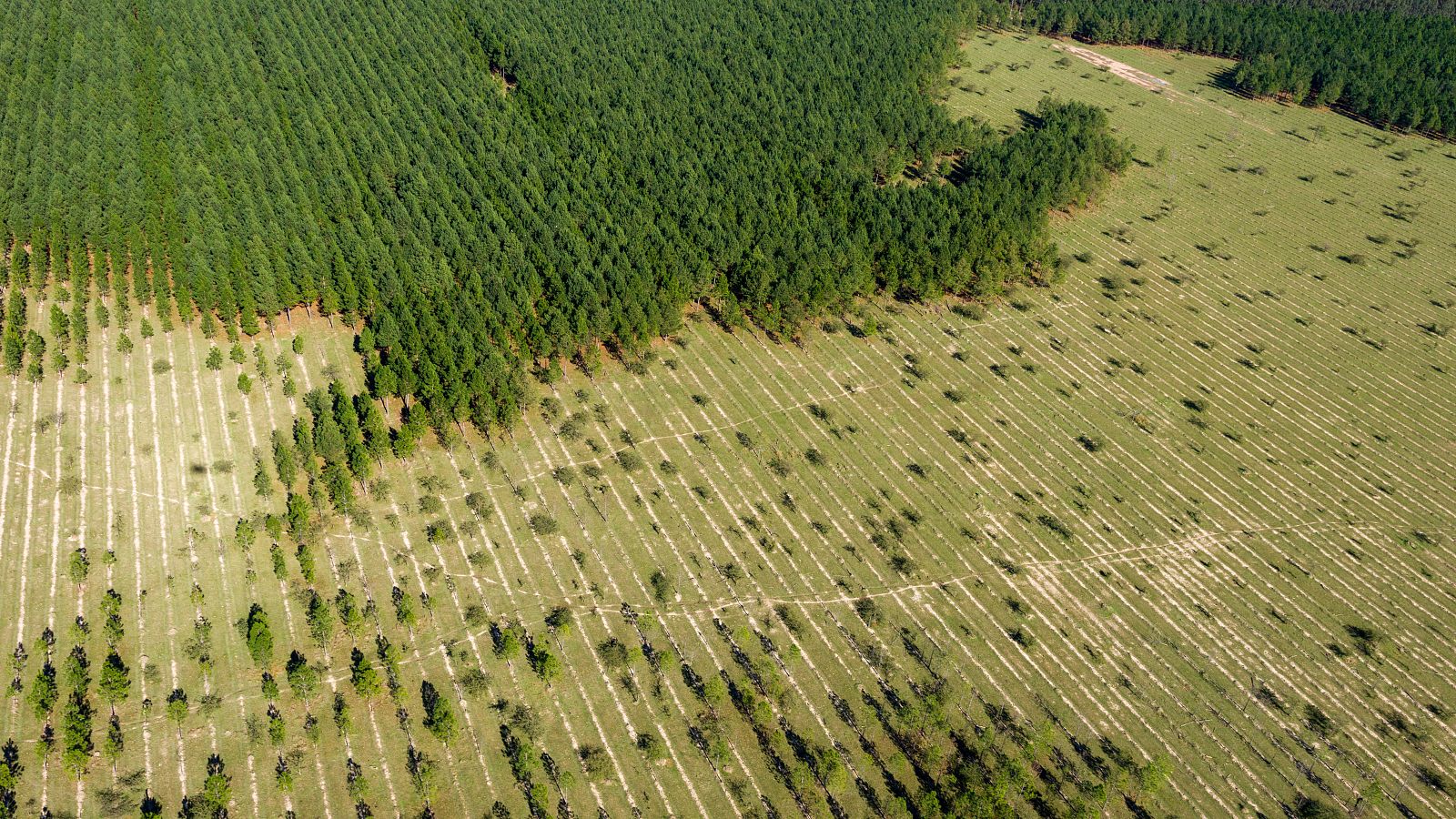 Reforestación de un bosque en Brasil