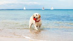 Mapa de todas las playas para perros en España y cómo disfrutar de ellas este verano