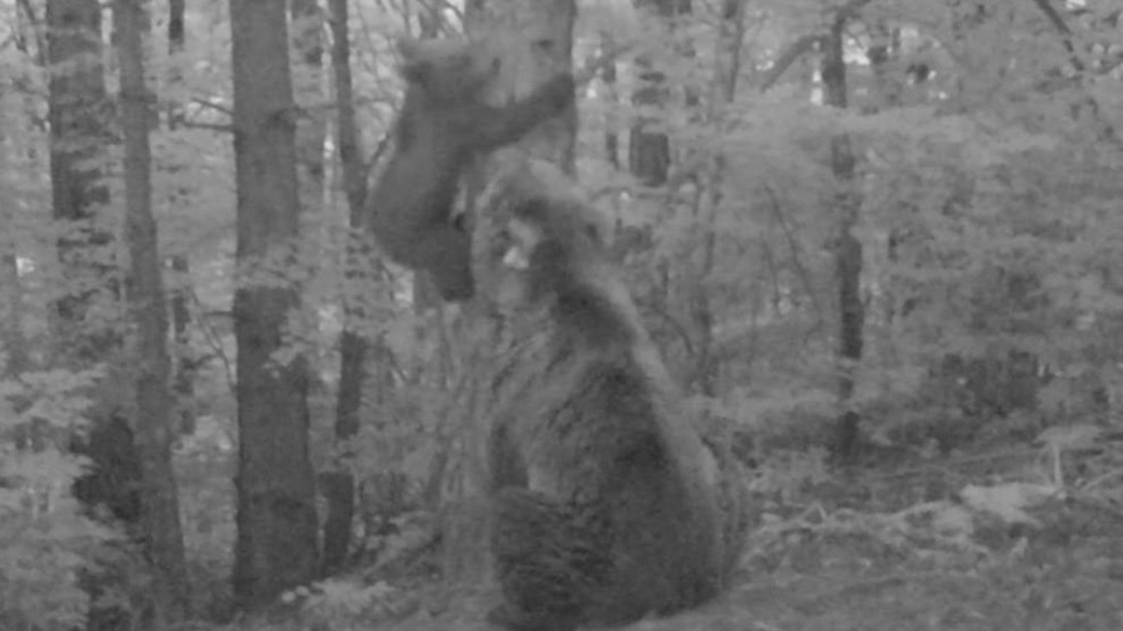 Imagen extraída de un vídeo de las cámaras de fototrampeo en la que se ve a Claverina y a su osezno
