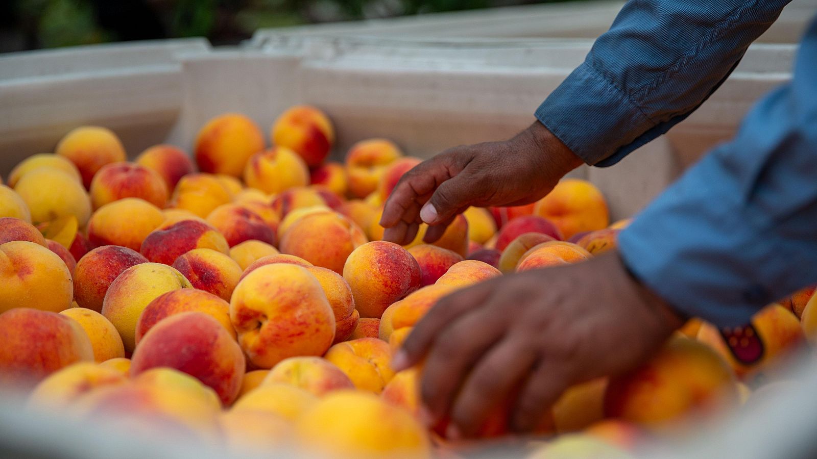 Muere un temporero por un golpe de calor en Huesca