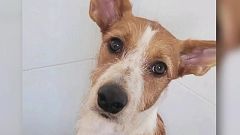 ¿"Residencia animal de los horrores"? Deja a su perro y le dan otro muerto
