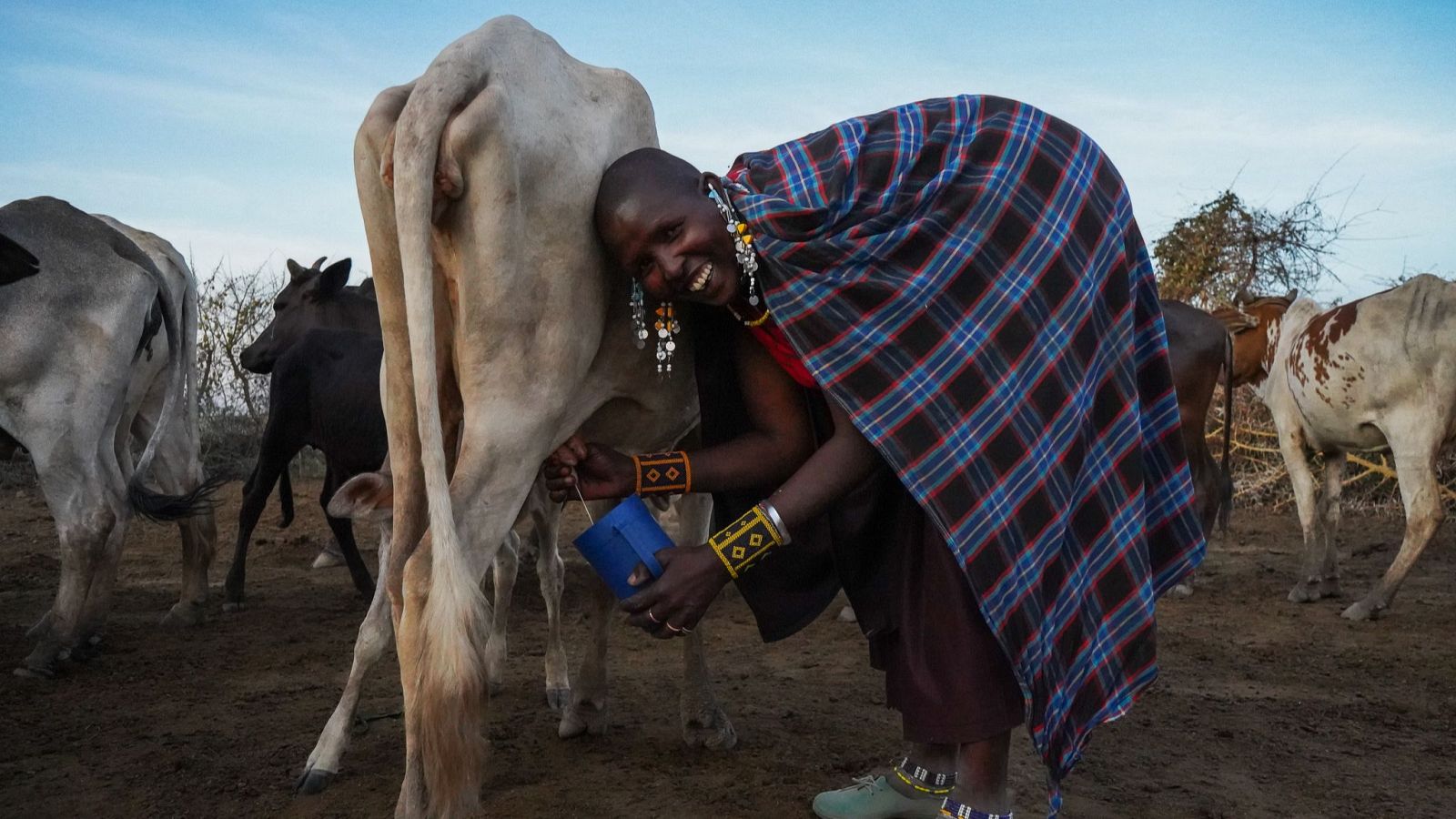 Mujer ordeñando una vaca en un campo, usando un cubo azul.  Viste ropa sencilla y se observa un entorno rural.