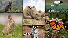 Aquests animals podrien desaparèixer... saps quins són?