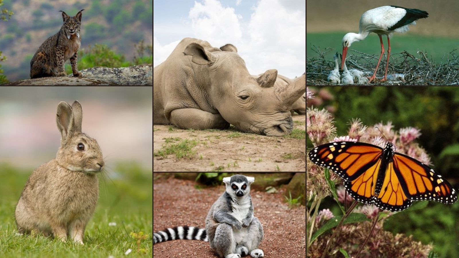 Aquests animals podrien desaparèixer... saps quins són?