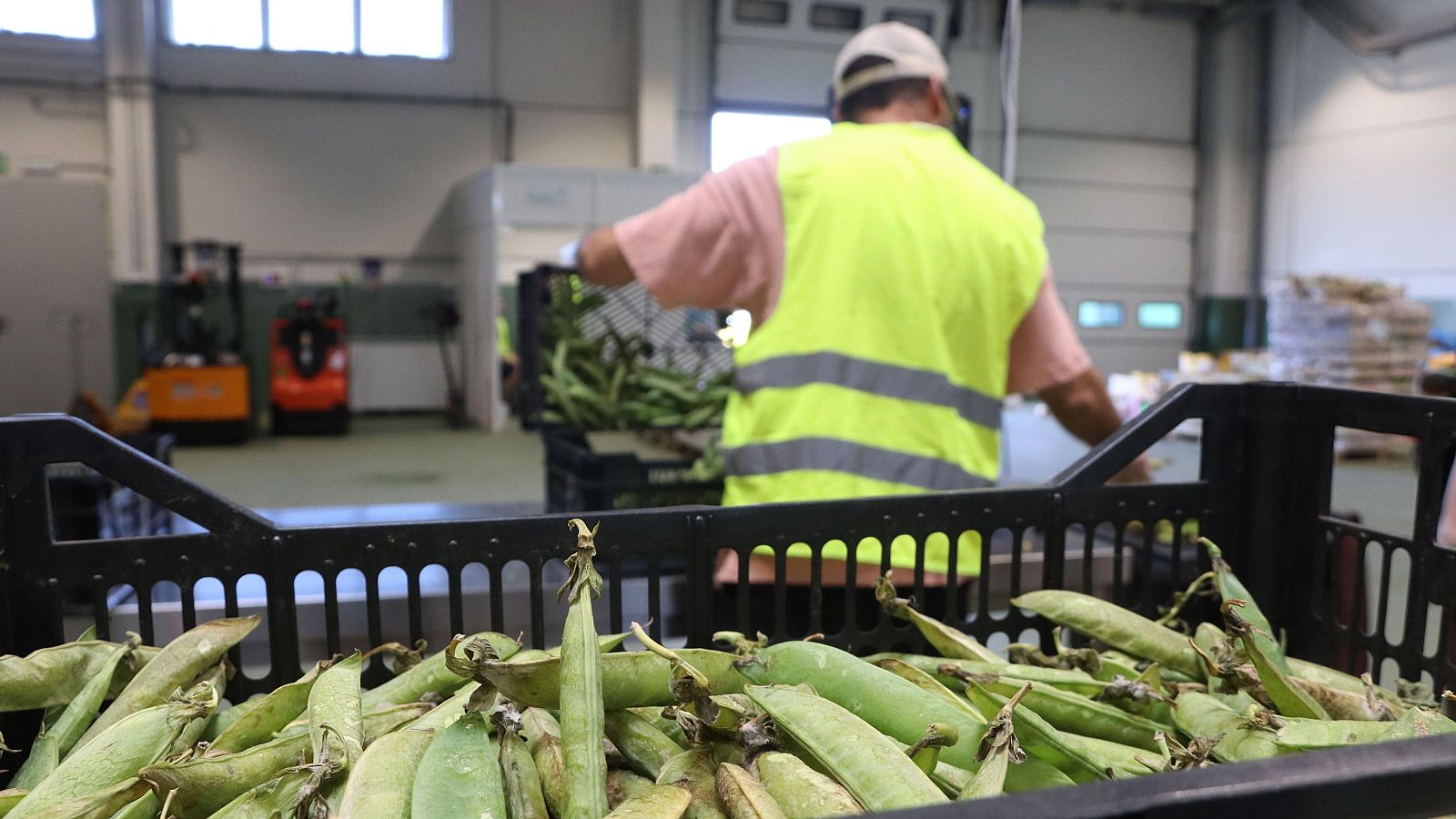 Un treballador del Foodback triant la verdura que es recuperarà | ACN