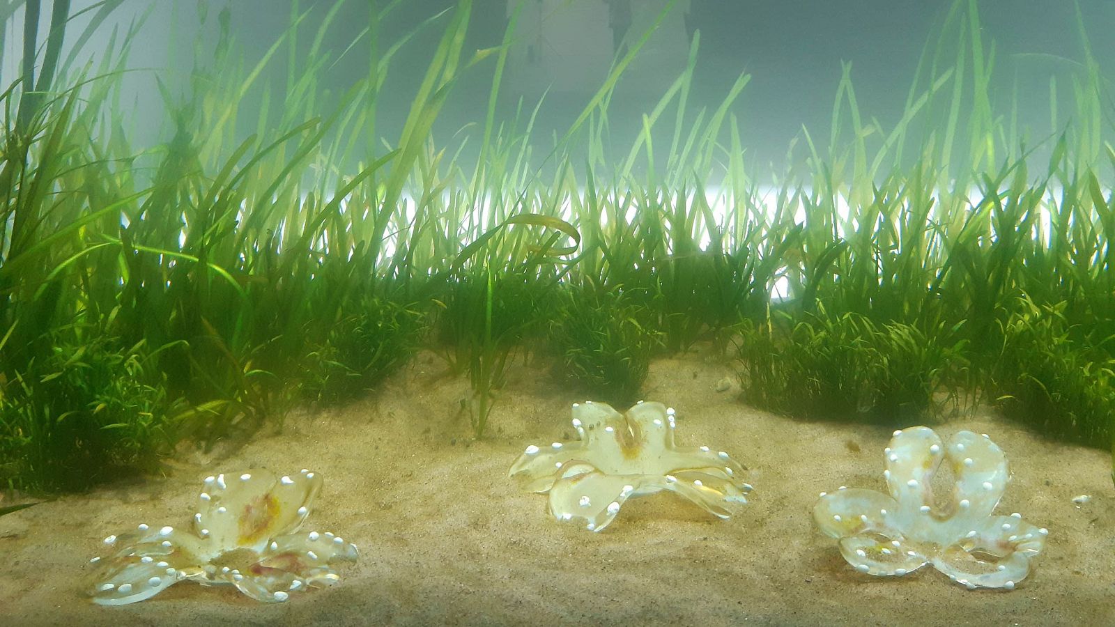 Alternativas a la concepción antropocéntrica del mundo, en la Bienal de Helsinki 2025