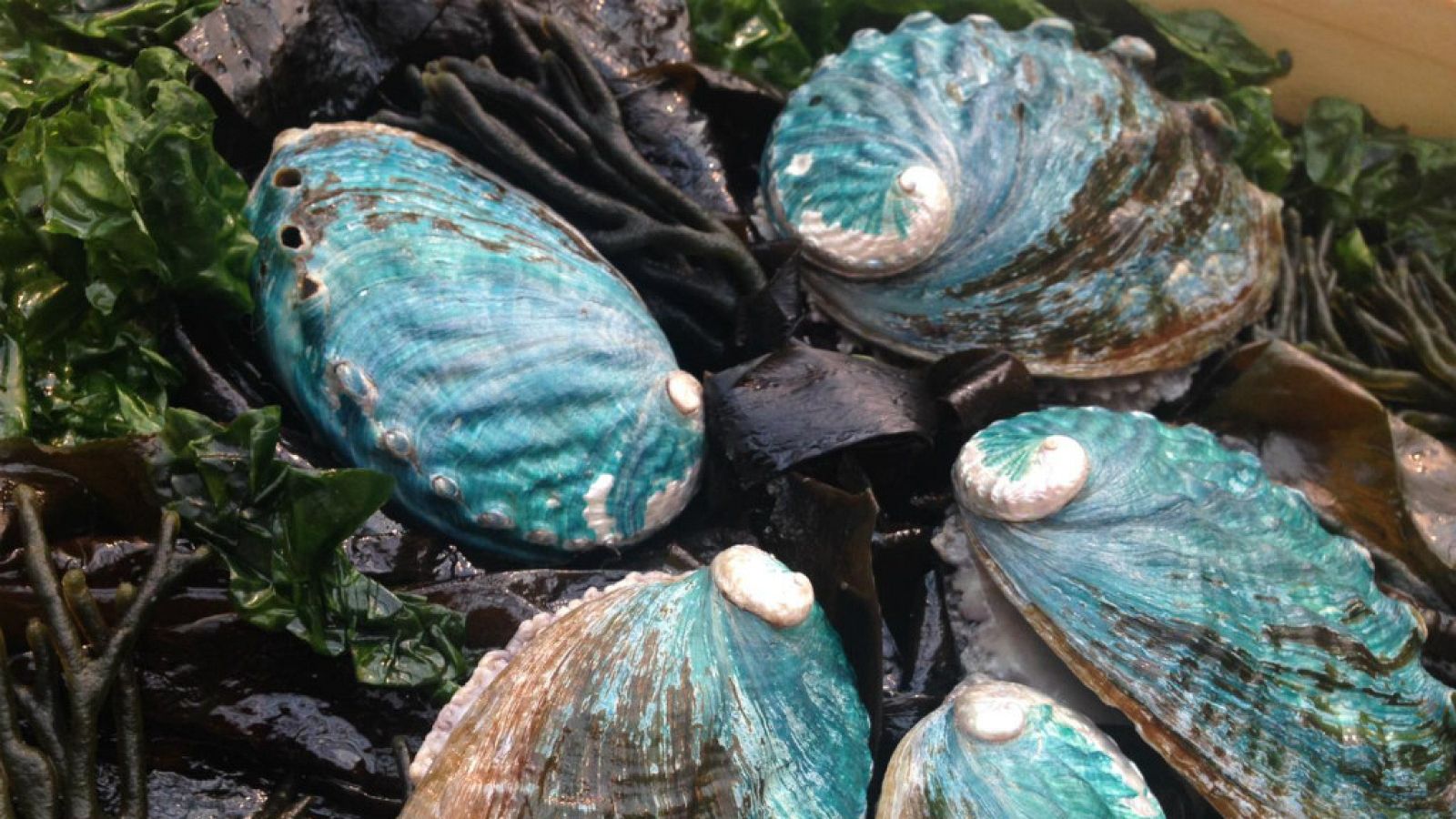 Abalón en Madrid Fusión