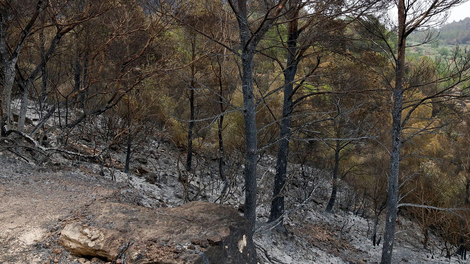 Part calcinada per l'incendi de Paüls a Alfara de Carles | ACN