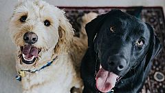 Si te ha gustado 'Dog House', no te pierdas el mejor contenido de nuestros peludos en RTVE Play
