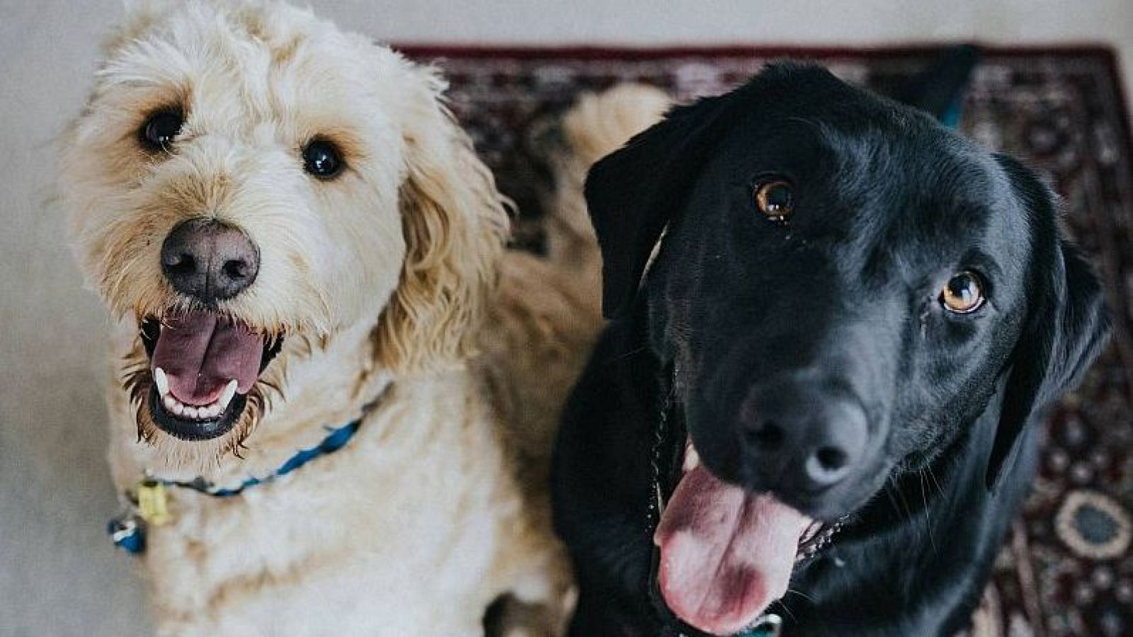 Si te ha gustado 'Dog House', no te pierdas el mejor contenido de nuestros peludos en RTVE Play