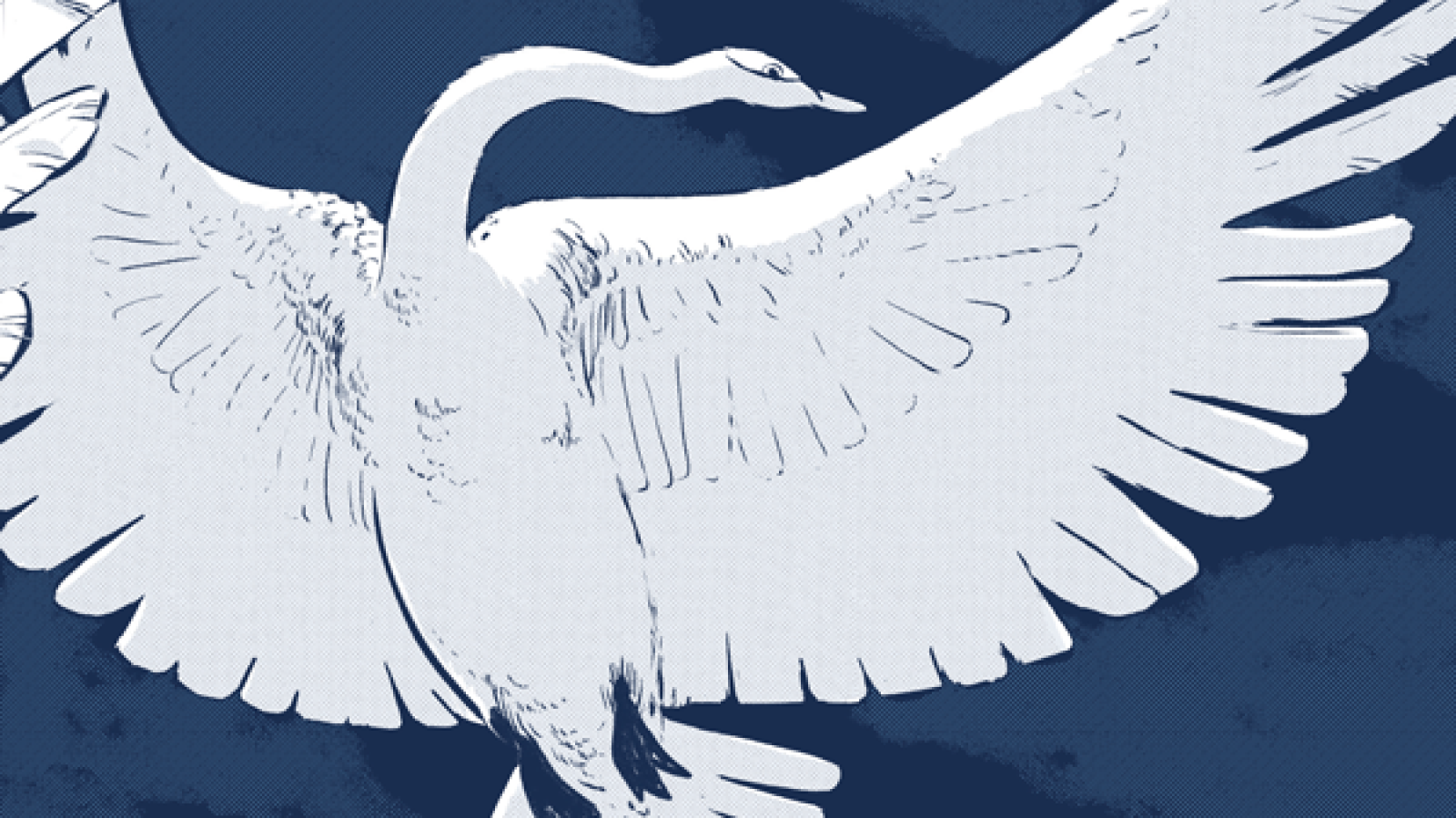 Cisne blanco con alas desplegadas sobre fondo azul oscuro.  Detalle de plumas visible. Gran contraste entre el blanco y el azul.