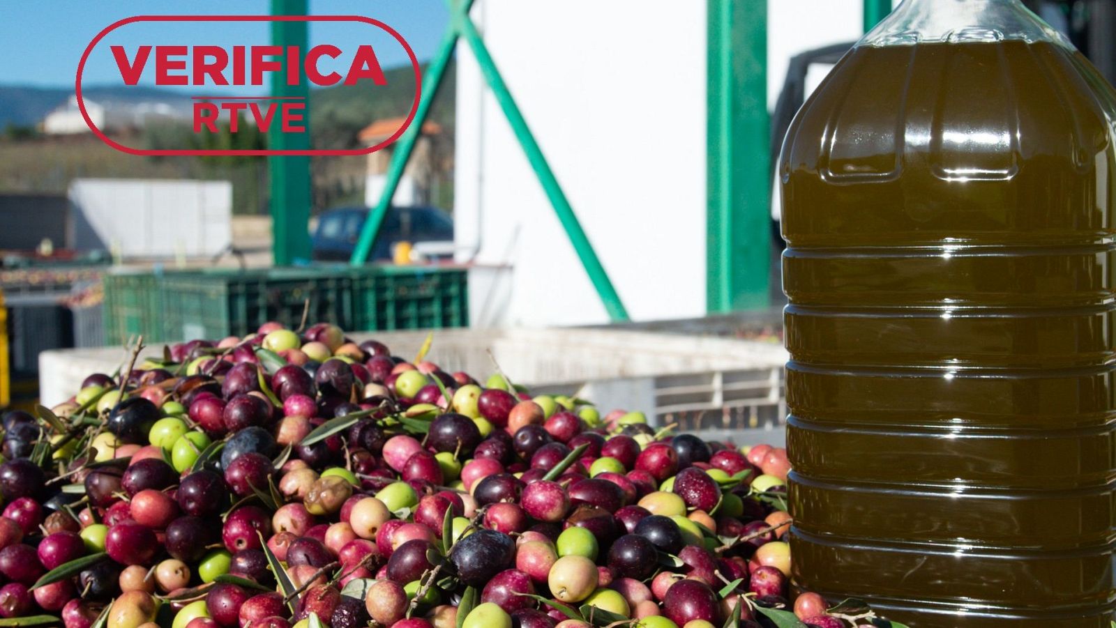 El Gobierno planea retirar aceite del mercado si se confirma una cosecha elevada