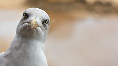 El suplicio de una familia por las gaviotas okupas: les hacen imposible el día a día