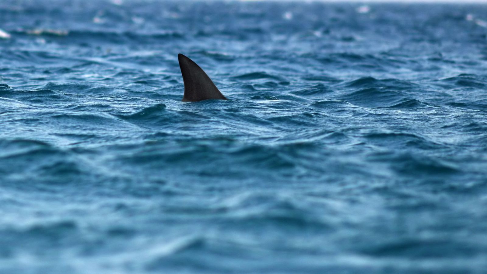 Aleta gris oscura triangular de tiburón, parcialmente sumergida en un océano azul oscuro con pequeñas olas.  Atmósfera misteriosa.