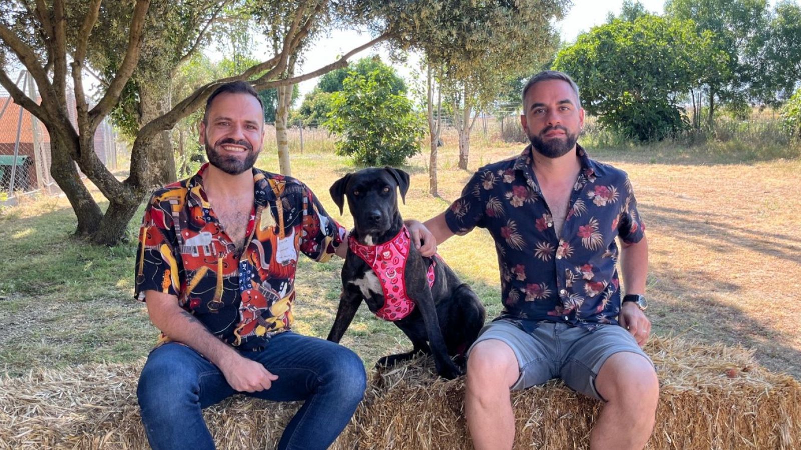 Dog House: ¿Perros Potencialmente Peligrosos o Perros Potencialmente Perfectos?