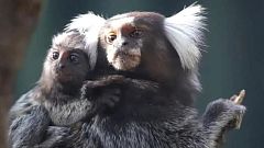 Roban dos crías de monos Tití de Pincel en un parque zoológico tras varios intentos: "Esta es la quinta vez"