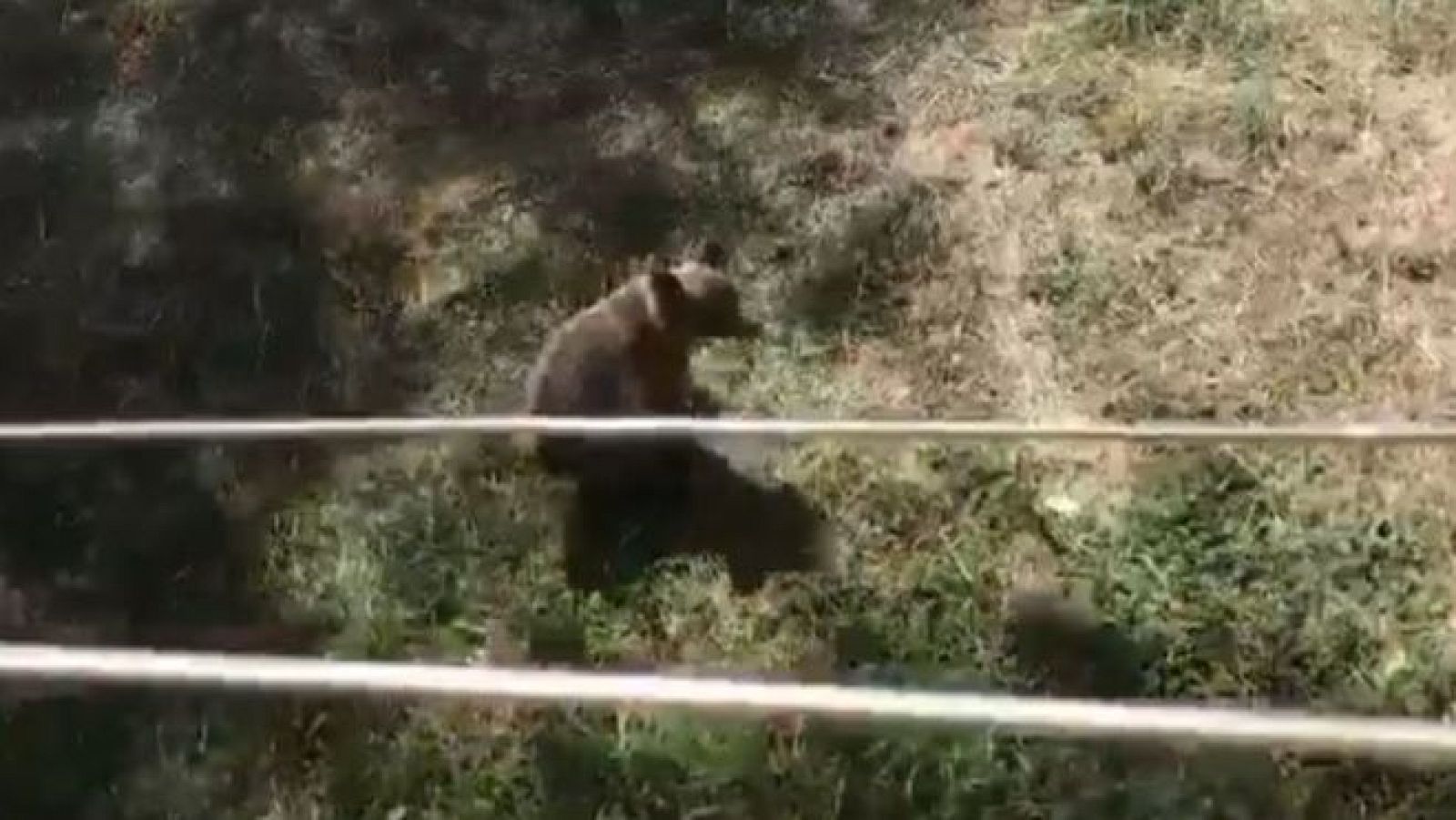 La oseza Alba, rescatada en Asturias, es trasladada a León