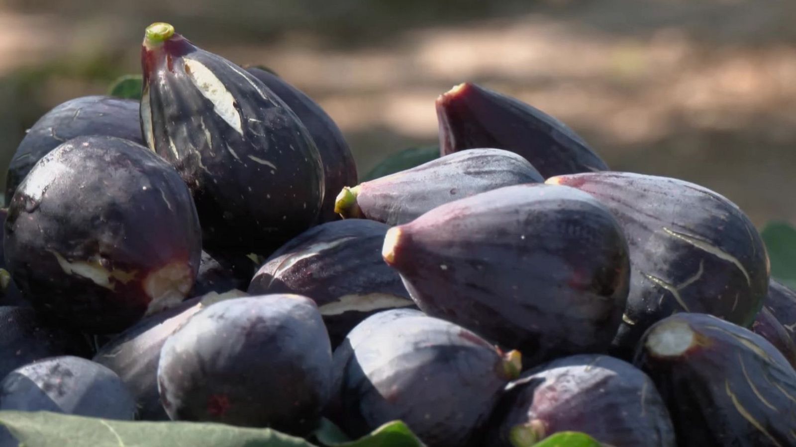 Higos morados oscuros, casi negros, de forma redondeada y tamaño similar, con grietas que muestran un interior rojizo sobre hojas verdes.