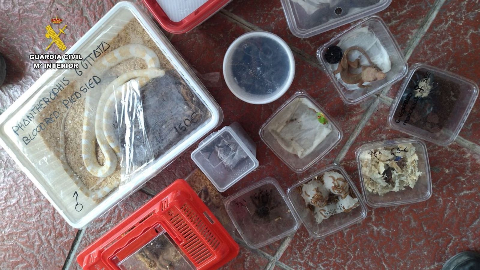 Animales protegidos incautados en el puerto de Cádiz