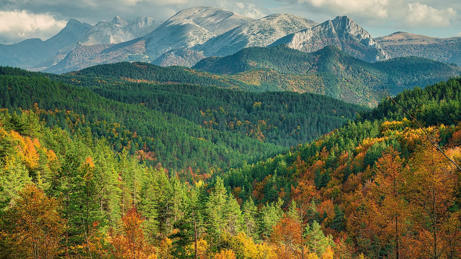 Los bosques europeos pierden capacidad para absorber CO2.