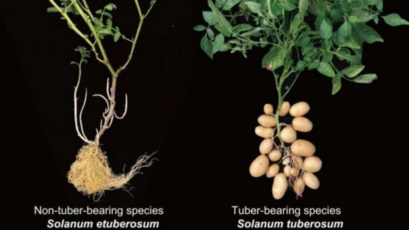 Especies de la planta de patata que producen y que no producen tubérculos