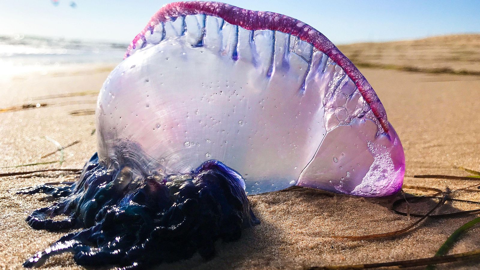 Carabela portuguesa ('Physalia physalis').