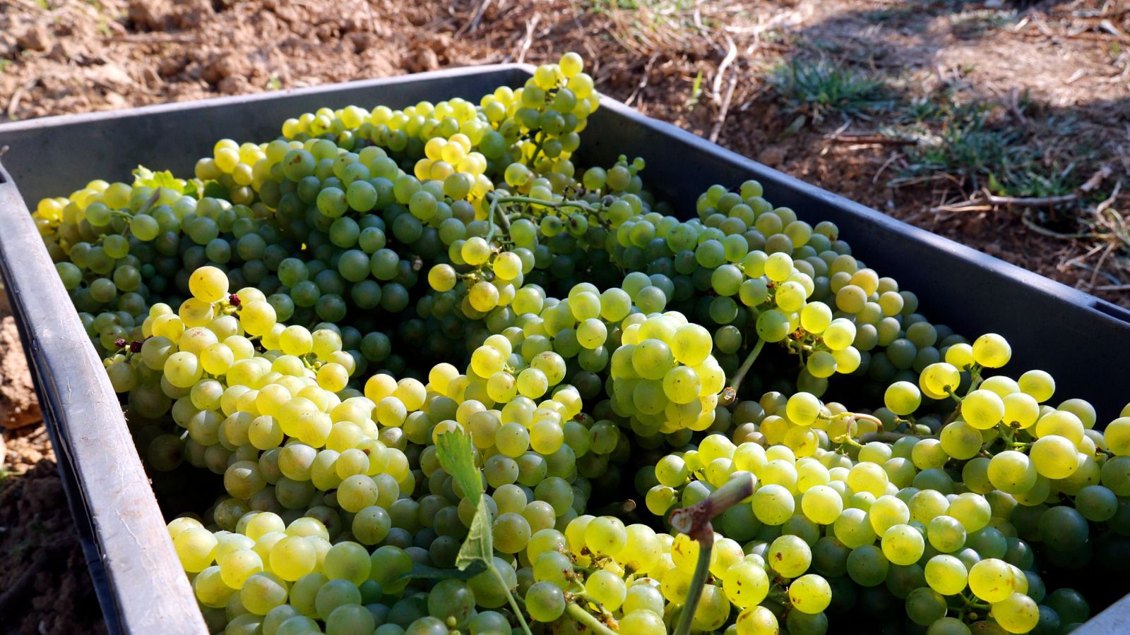 Gotims de raïm de la varietat chardonnay acabats de collir al celler Raimat, al Segrià.