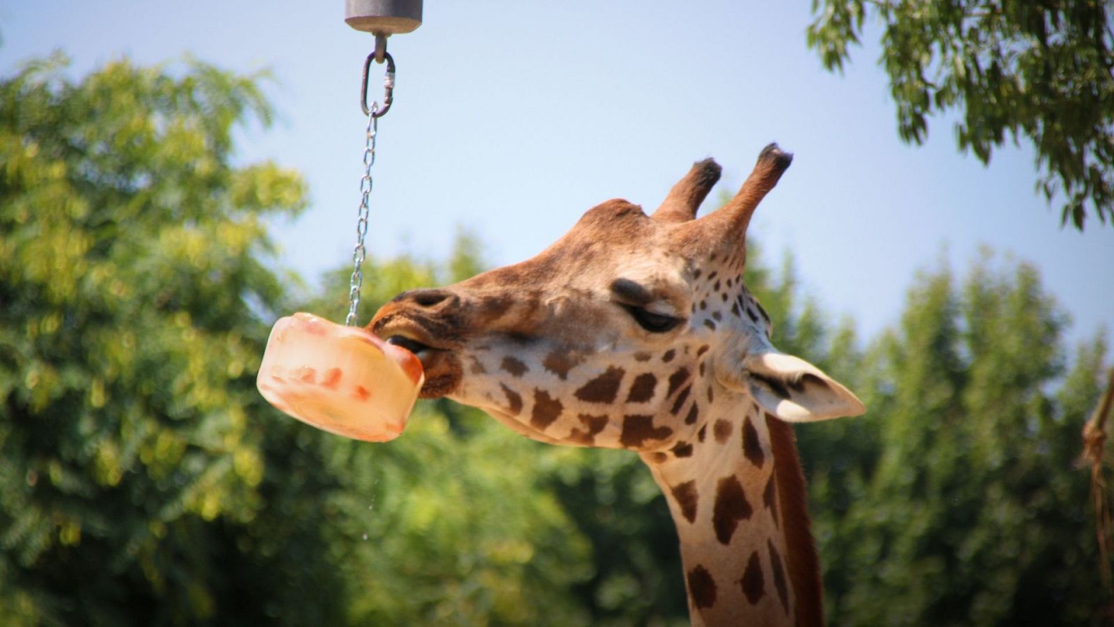 La girafa Nakuru menjant fruita congelada al Zoo de Barcelona