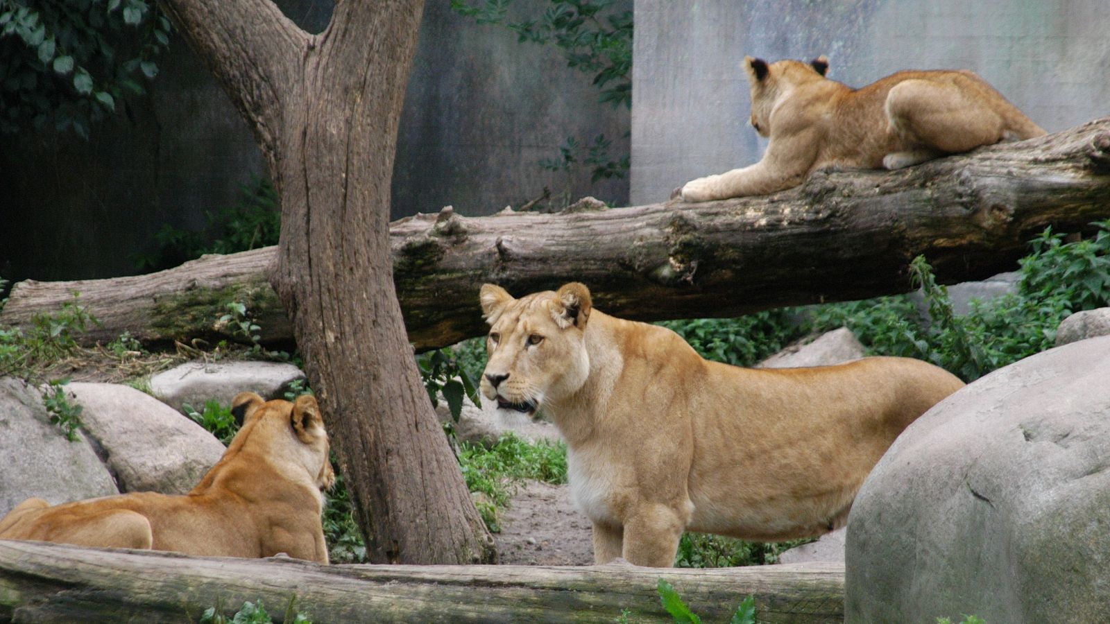 Varios tigres en un zoo de Dinamarca
