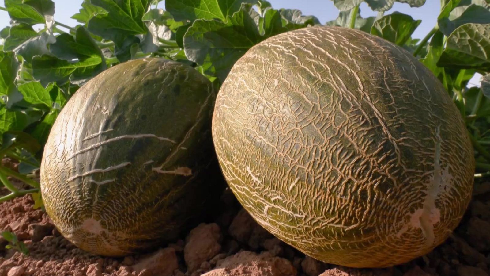Melones verdes recién cosechados, con texturas reticuladas diferentes, reposan sobre tierra.  Hojas verdes al fondo.