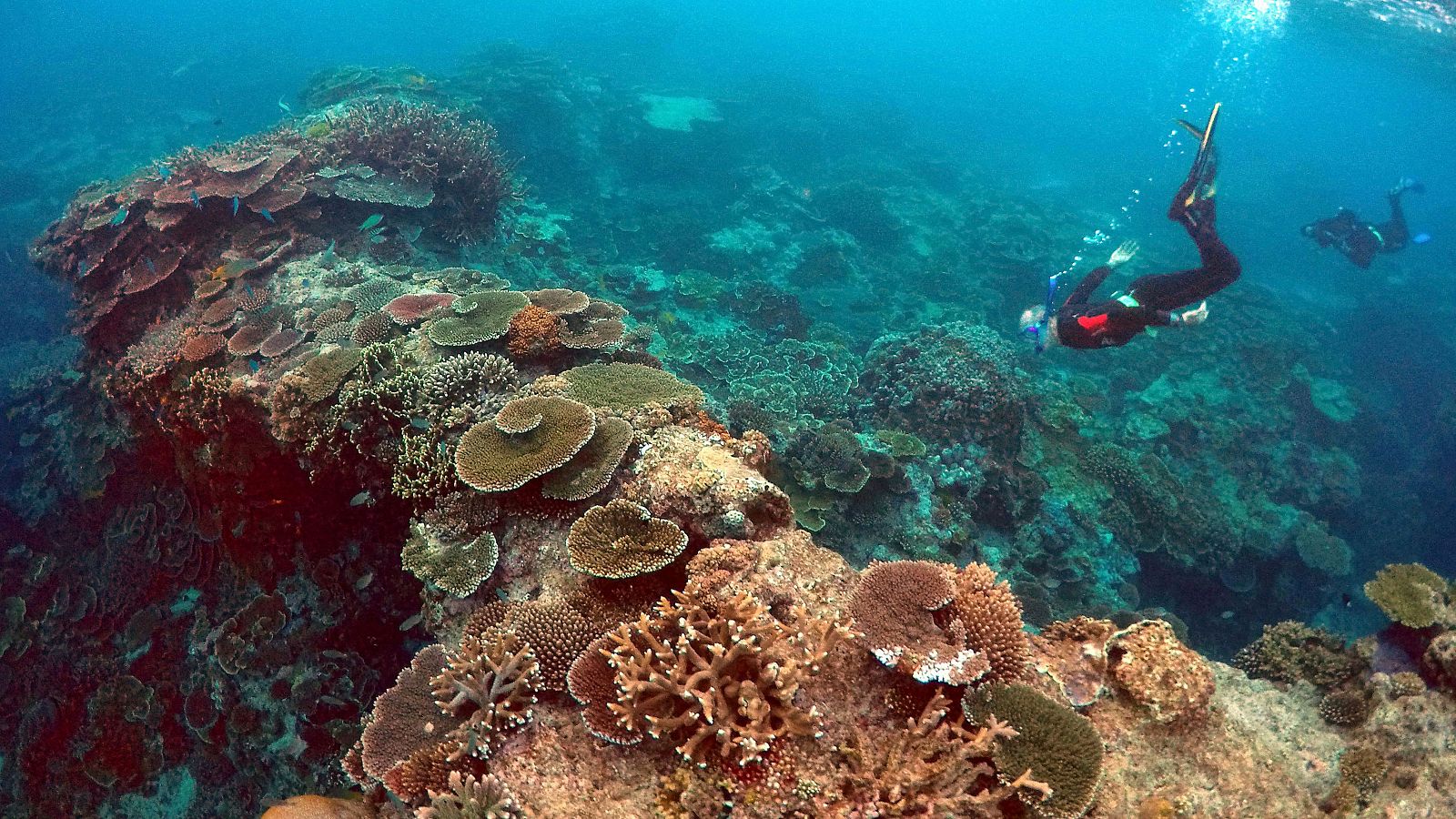 Gran Barrera de Coral Australiana.