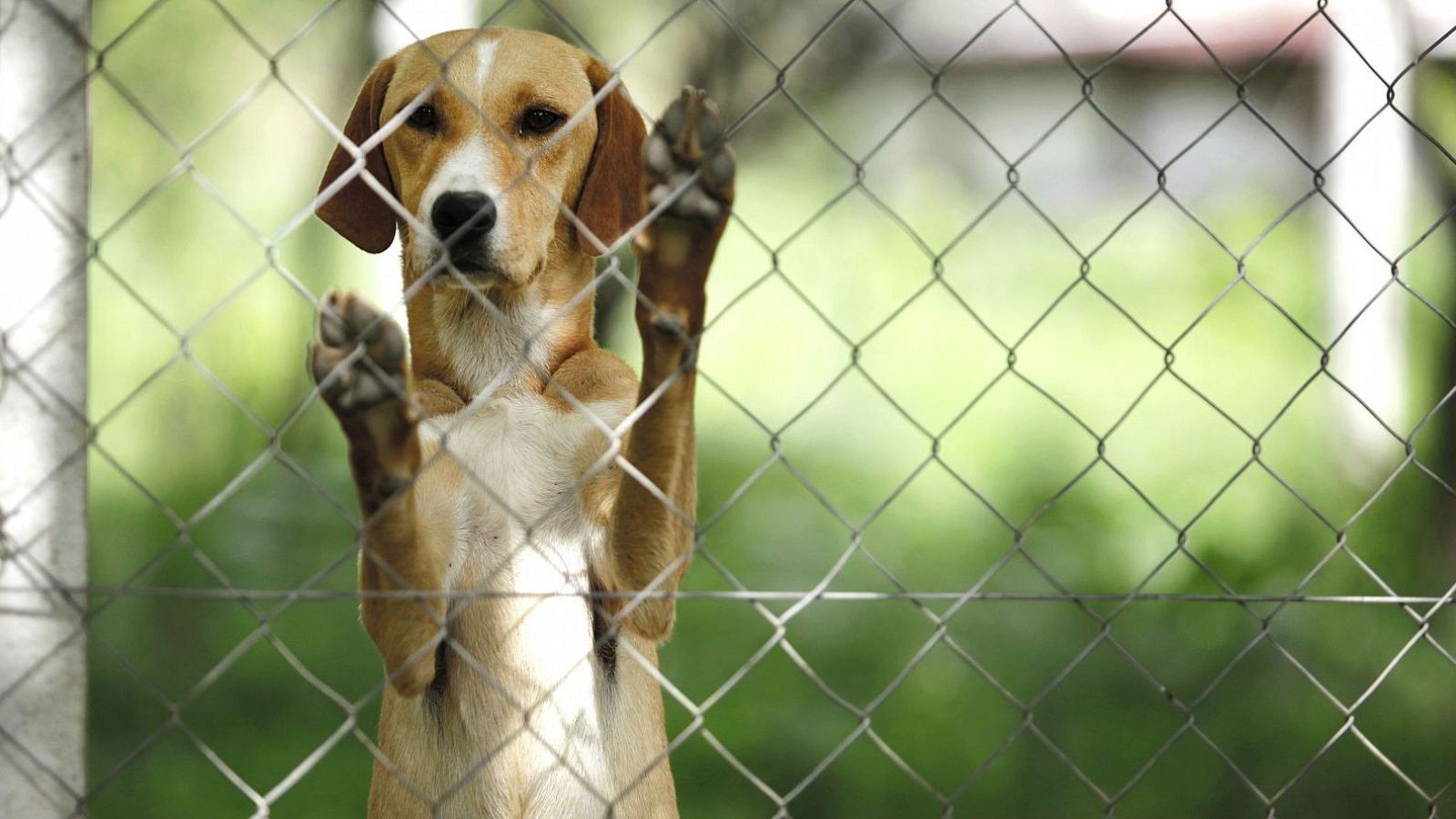 Abandono animal en España: una pandemia silenciosa